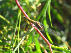 Erythrodiplax connata