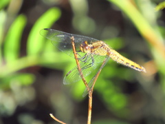 Erythrodiplax connata