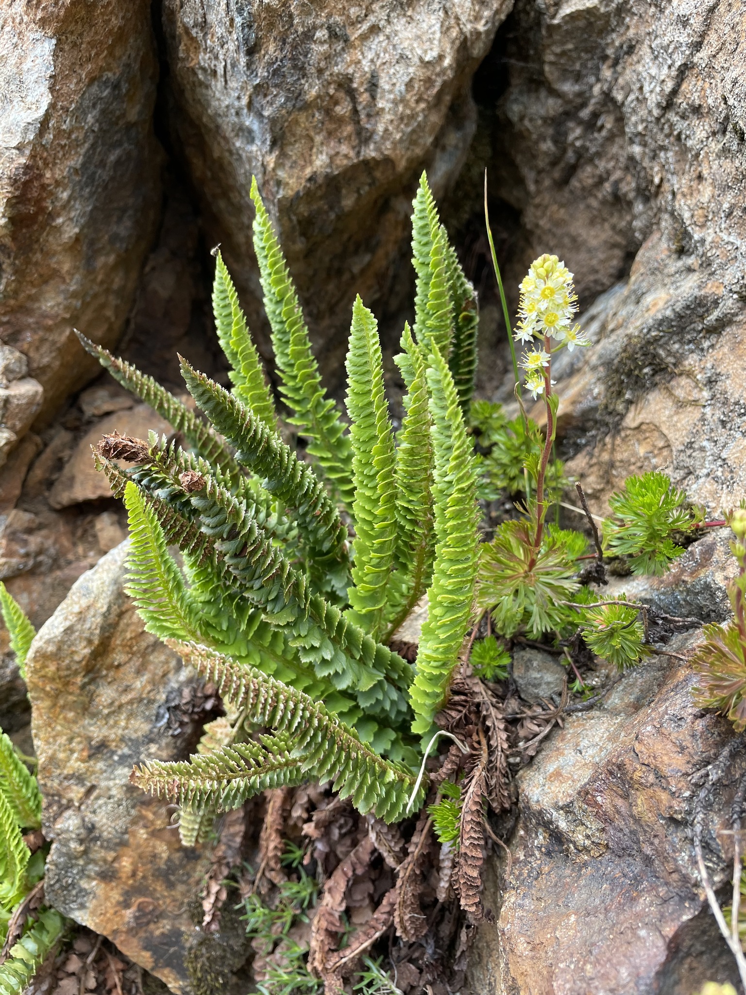 Polystichum kruckebergii