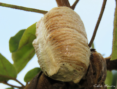 Stagmatoptera biocellata