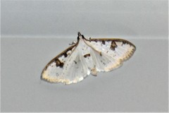 Palpita illibalis