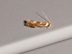 Philonome clemensella