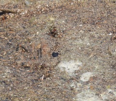 Cicindela tenuisignata