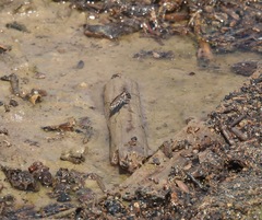 Cicindela tenuisignata