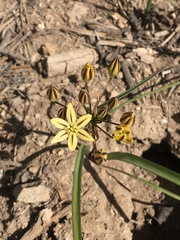 Triteleia ixioides