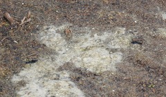 Cicindela tenuisignata