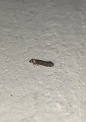 Holcocera chalcofrontella