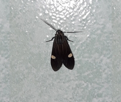 Aclytia