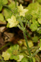 Hydrocotyle acutiloba