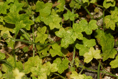 Hydrocotyle acutiloba