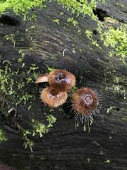 Spinellus