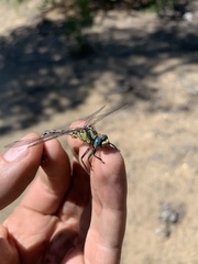 Ophiogomphus morrisoni