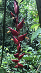 Heliconia pogonantha