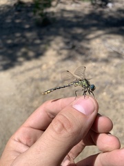Ophiogomphus morrisoni