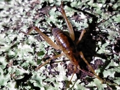 Talitropsis