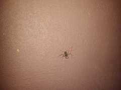 Acanthophrynus coronatus