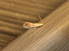 Philonome clemensella