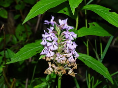 Platanthera psycodes