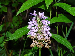 Platanthera psycodes