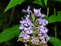 Platanthera psycodes