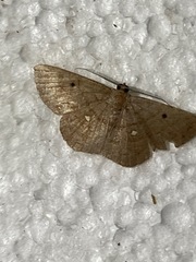 Parilexia cermala