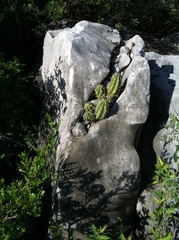 Echinocereus enneacanthus carnosus