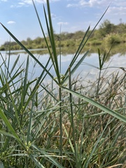 Cyperus sexangularis