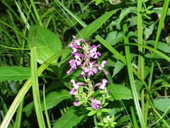 Platanthera psycodes
