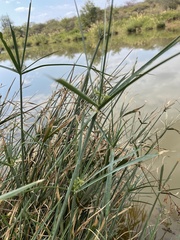 Cyperus sexangularis