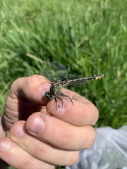 Ophiogomphus morrisoni