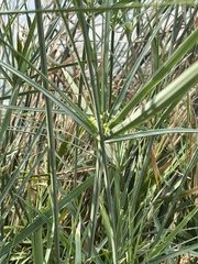 Cyperus sexangularis