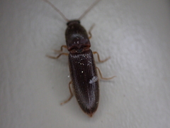 Athous cucullatus