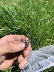 Ophiogomphus morrisoni
