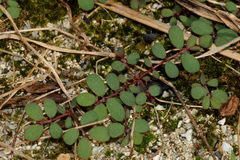 Euphorbia prostrata