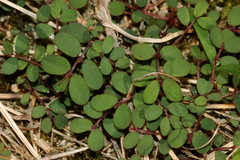 Euphorbia prostrata