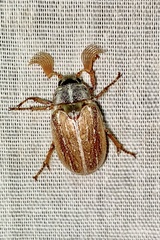 Polyphylla pottsorum