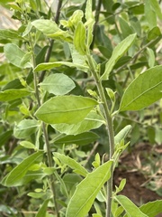 Pluchea bojeri