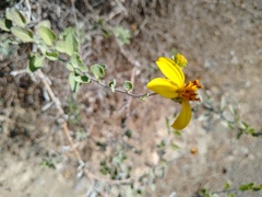 Helianthus niveus