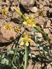 Triteleia ixioides