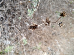 Helianthus niveus