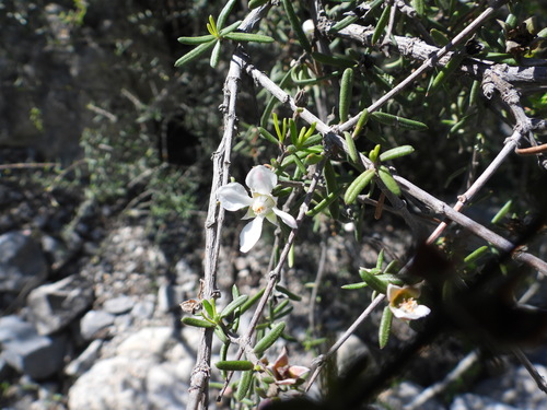 Image of Fendlera linearis by (c) Leticia Jiménez Hernández, some rights reserved (CC BY-SA)
