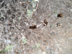 Helianthus niveus