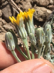 Crepis occidentalis