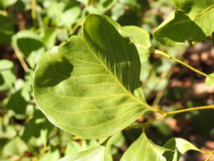 Erythrophleum chlorostachys