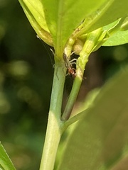 Pisaurina