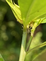 Pisaurina