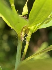 Pisaurina