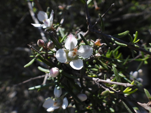 Image of Fendlera linearis by (c) Leticia Jiménez Hernández, some rights reserved (CC BY-SA)