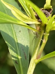 Pisaurina