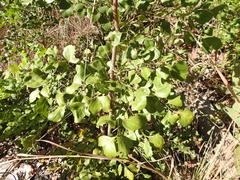 Erythrophleum chlorostachys